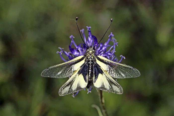 Impresión enmarcada : Ascalaphus libelluloides, ala de mariposa.