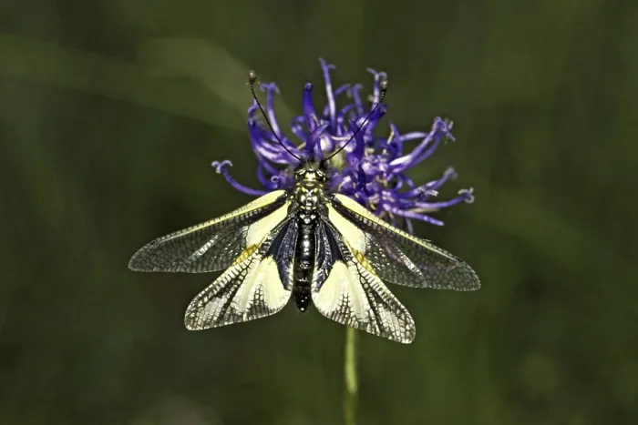Impresión enmarcada : Ascalaphus libelluloides, ala de mariposa. Impresión enmarcada : Ascalaphus libelluloides, ala de mariposa.