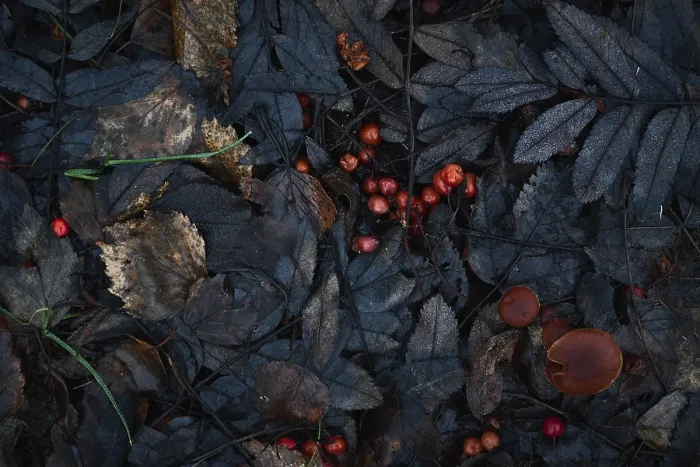 Impresión enmarcada : Patrón de hojas de otoño.