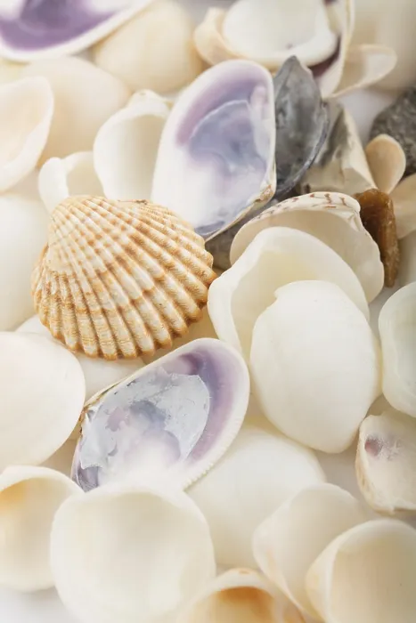 Impresión enmarcada : Fondo de conchas de mar.