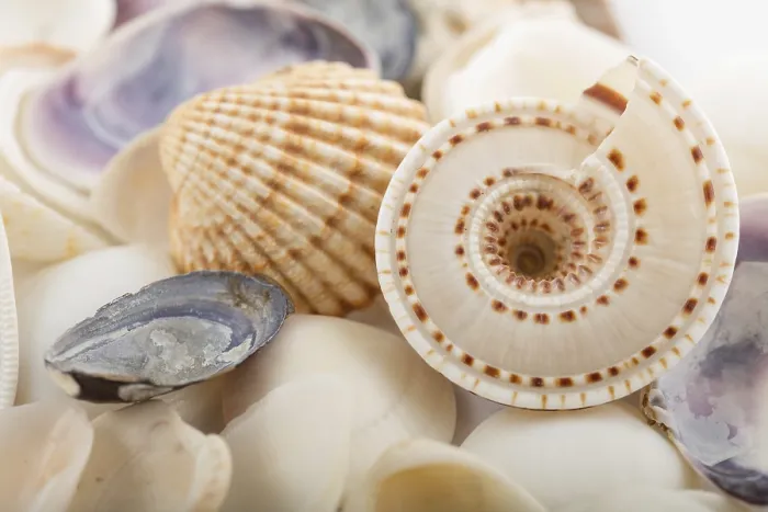 Impresión enmarcada : Fondo de conchas marinas.