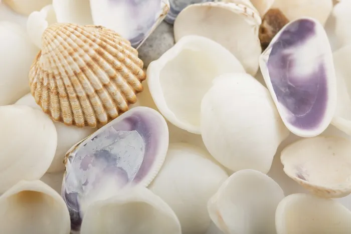 Impresión enmarcada : Fondo de conchas de mar. Impresión enmarcada : Fondo de conchas de mar.