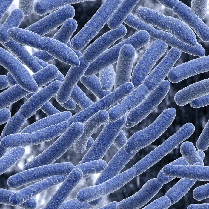 Impresión enmarcada : Bacteria Impresión enmarcada : Bacteria