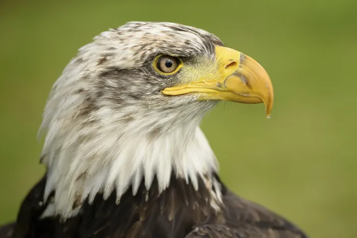 Impresión enmarcada : Águila Real.