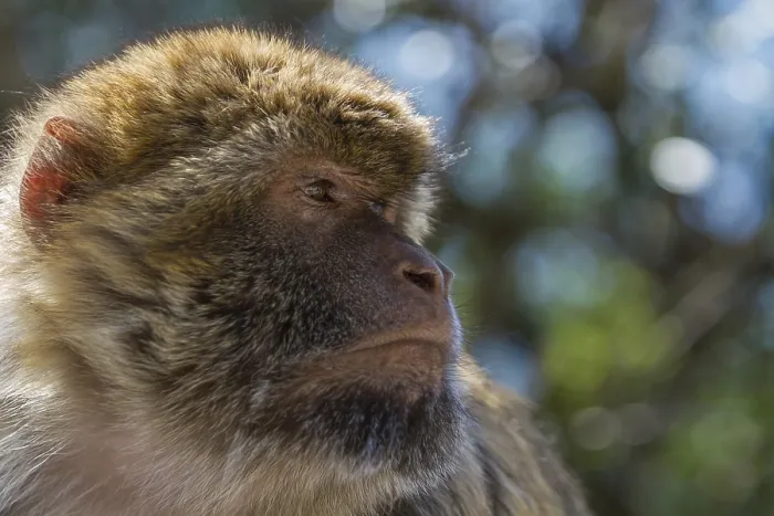 Impresión enmarcada : Macaco de Barbary (Macaca sylvanus)