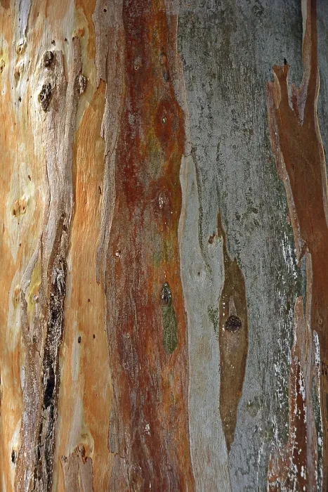Impresión enmarcada : Corteza de un Eucalipto (Eucalyptus) Impresión enmarcada : Corteza de un Eucalipto (Eucalyptus)