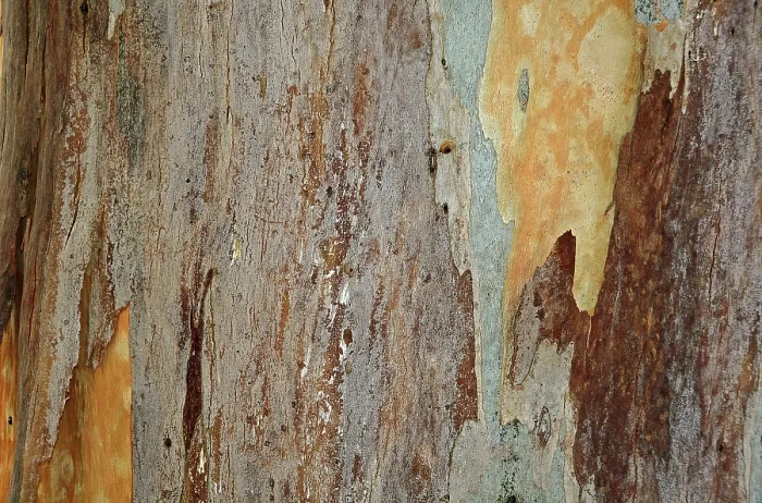 Impresión enmarcada : Corteza de un Eucalipto (Eucalyptus) Impresión enmarcada : Corteza de un Eucalipto (Eucalyptus)