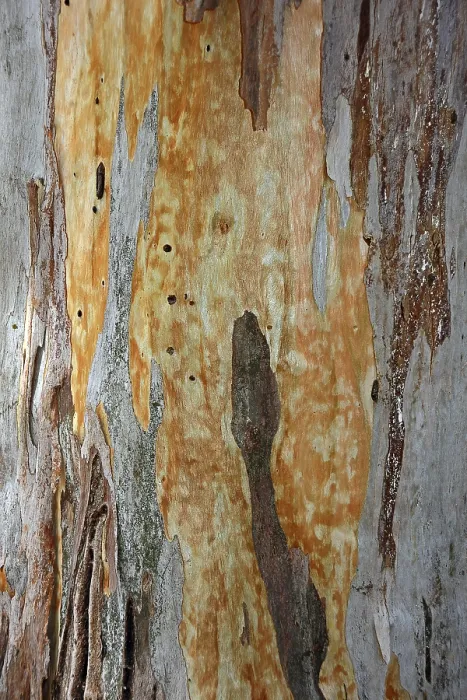 Impresión enmarcada : Corteza de un Eucalipto (Eucalyptus).