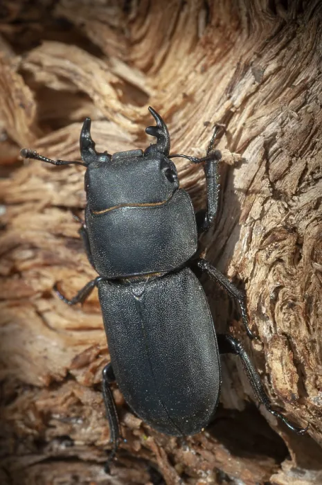 Impresión enmarcada : Barkschroter, Dorcus parallelipipedus Impresión enmarcada : Barkschroter, Dorcus parallelipipedus