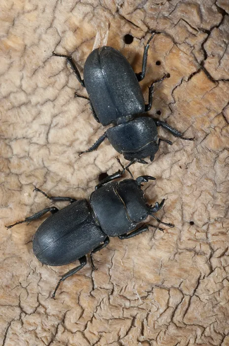 Impresión enmarcada : Barkschroter, Dorcus parallelipipedus Impresión enmarcada : Barkschroter, Dorcus parallelipipedus