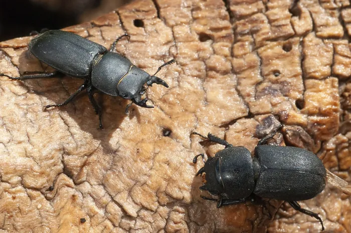 Impresión enmarcada : Barkschroter, Dorcus parallelipipedus Impresión enmarcada : Barkschroter, Dorcus parallelipipedus