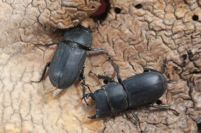 Impresión enmarcada : Barkschroter, Dorcus parallelipipedus. Impresión enmarcada : Barkschroter, Dorcus parallelipipedus.