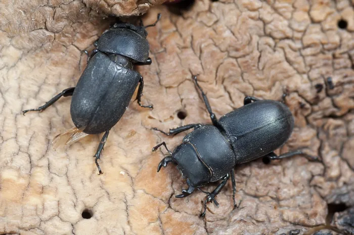 Impresión enmarcada : Barkschroter, Dorcus parallelipipedus.