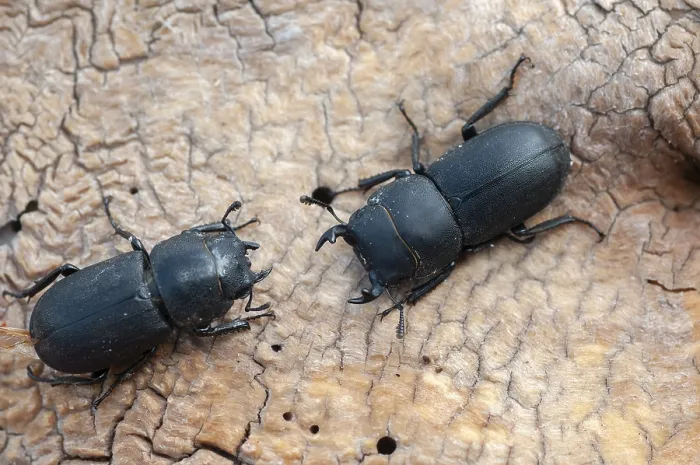 Impresión enmarcada : Barkschroter, Dorcus parallelipipedus Impresión enmarcada : Barkschroter, Dorcus parallelipipedus