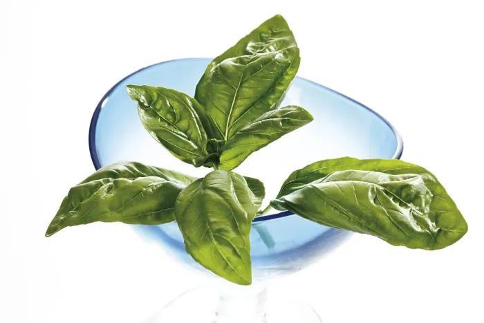 Impresión enmarcada : Basil Impresión enmarcada : Basil