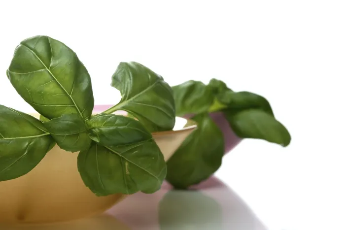 Impresión enmarcada : Basil