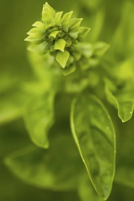 Impresión enmarcada : Albahaca en flor. Impresión enmarcada : Albahaca en flor.