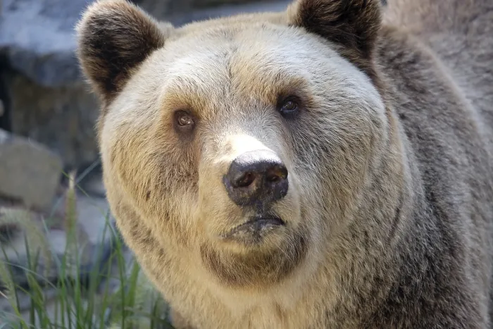 Impresión enmarcada : Bear Impresión enmarcada : Bear