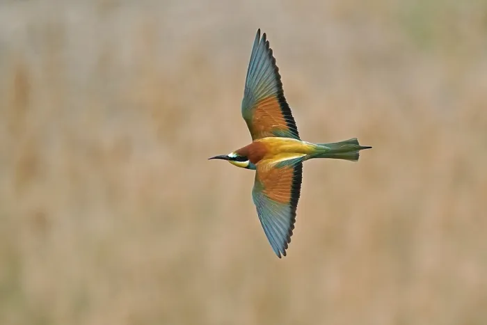 Impresión enmarcada : Avispero (Merops apiaster) volando.