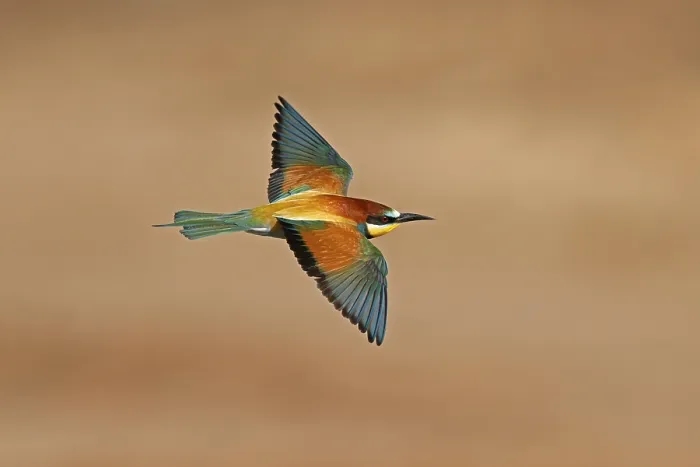 Impresión enmarcada : Pitón (Merops apiaster) volando.