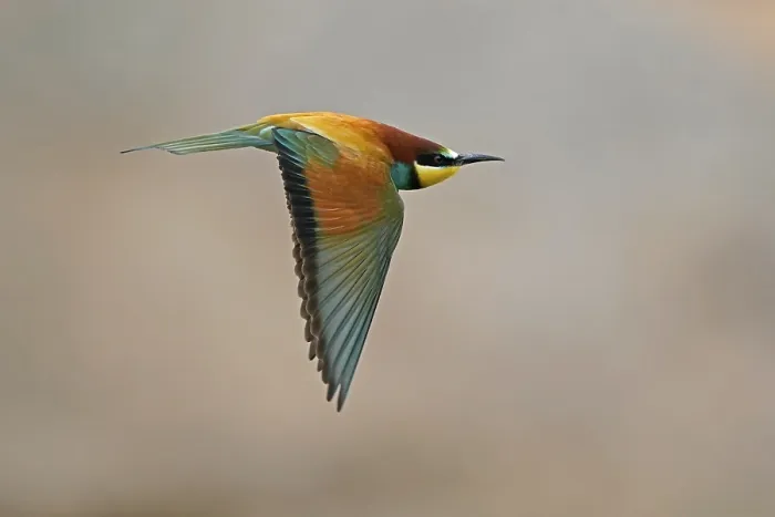 Impresión enmarcada : Atrapamoscas (Merops apiaster) volando.