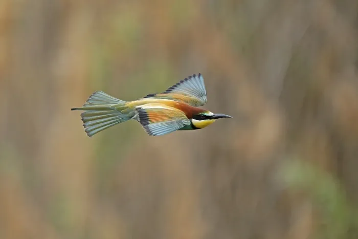Impresión enmarcada : Avispero (Merops apiaster) en vuelo.