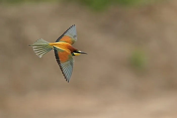 Impresión enmarcada : Avispero (Merops apiaster) volando. Impresión enmarcada : Avispero (Merops apiaster) volando.