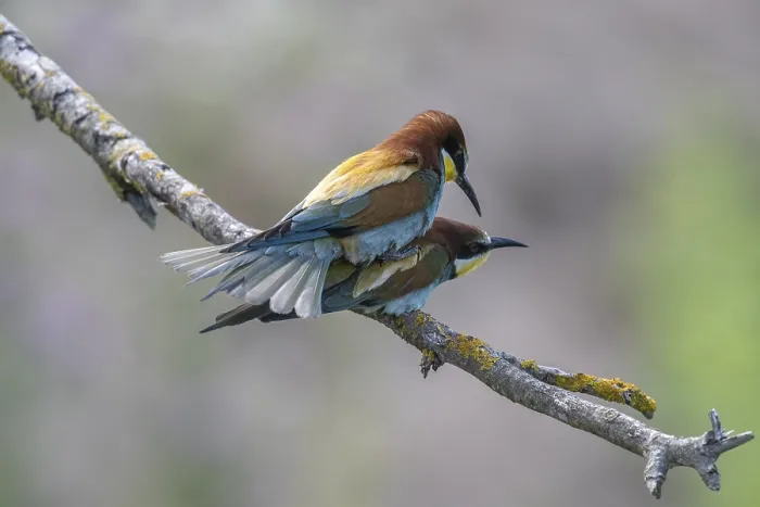 Impresión enmarcada : Pitohangos (Merops apiaster), apareamiento. Impresión enmarcada : Pitohangos (Merops apiaster), apareamiento.