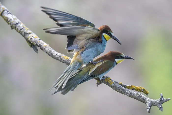Impresión enmarcada : Atrapamoscas (Merops apiaster), apareamiento.