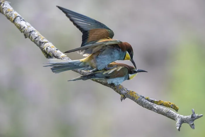 Impresión enmarcada : Pitohangas (Merops apiaster), apareamiento. Impresión enmarcada : Pitohangas (Merops apiaster), apareamiento.