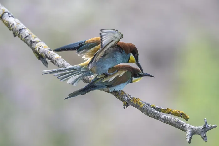 Impresión enmarcada : Avisón (Merops apiaster), apareamiento.