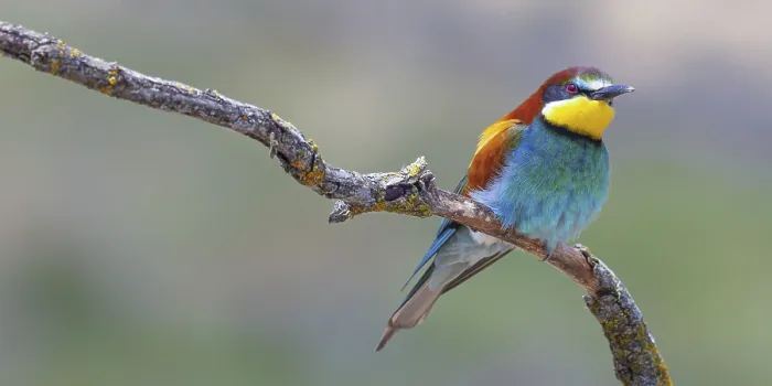 Impresión enmarcada : Avispero, Merops apiaster, Bosque Mediterráneo.
