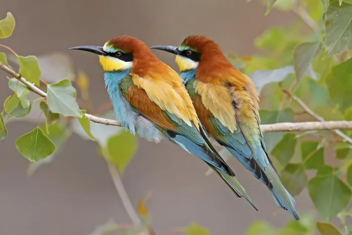 Impresión enmarcada : Avispero (Merops apiaster) sentado en una rama.