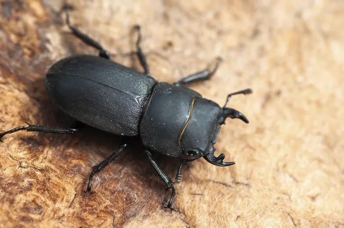 Impresión enmarcada : Mariposa mariposa, dorcus parallelipipedus.