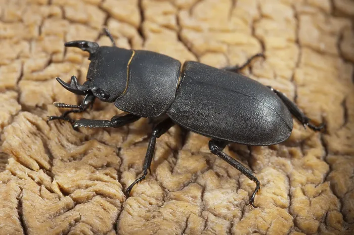 Impresión enmarcada : Mariposa mariposa, dorcus parallelipipedus.