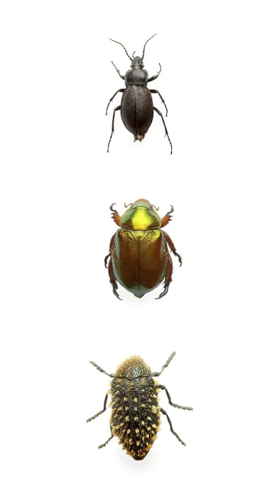 Impresión enmarcada : Tres escarabajos.