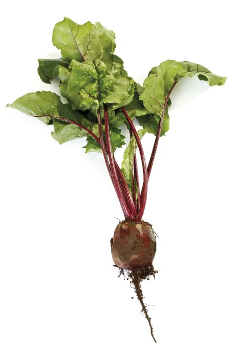 Impresión enmarcada : Beetroot