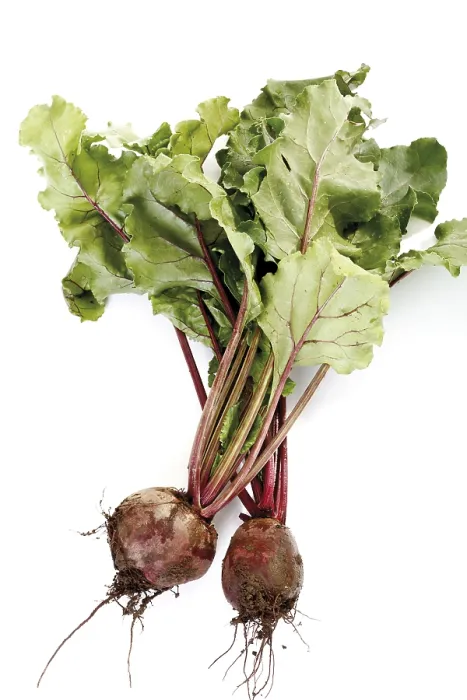 Impresión enmarcada : Beetroot Impresión enmarcada : Beetroot