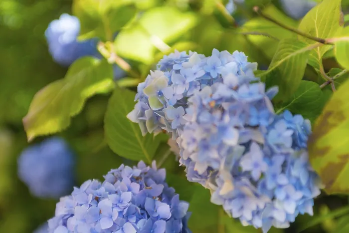 Impresión enmarcada : Hydrangea de hoja grande (Hydrangea macrophylla) Impresión enmarcada : Hydrangea de hoja grande (Hydrangea macrophylla)