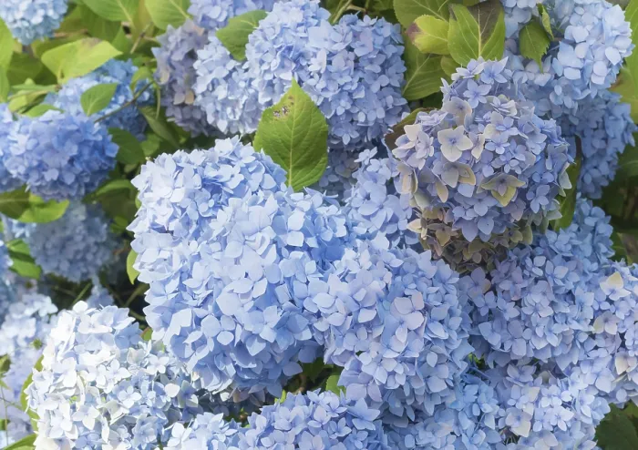 Impresión enmarcada : Hydrangea de hoja grande (Hydrangea macrophylla) Impresión enmarcada : Hydrangea de hoja grande (Hydrangea macrophylla)