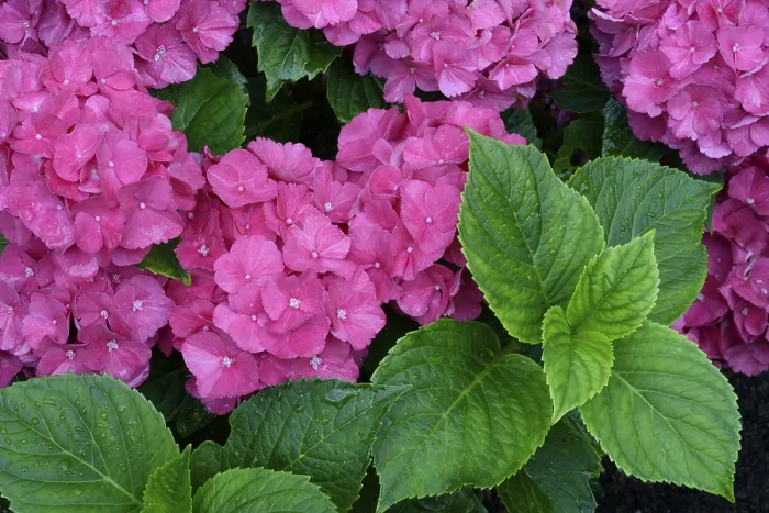 Impresión enmarcada : Hydrangea de hoja grande (Hydrangea macrophylla)