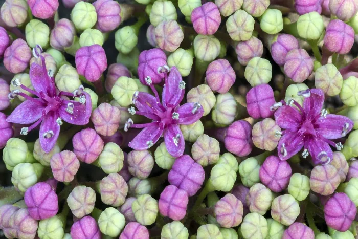 Impresión enmarcada : Hydrangea de hoja grande (Hydrangea macrophylla) Impresión enmarcada : Hydrangea de hoja grande (Hydrangea macrophylla)