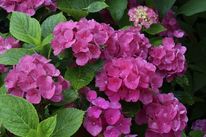 Impresión enmarcada : Hydrangea de hoja grande (Hydrangea macrophylla) Impresión enmarcada : Hydrangea de hoja grande (Hydrangea macrophylla)