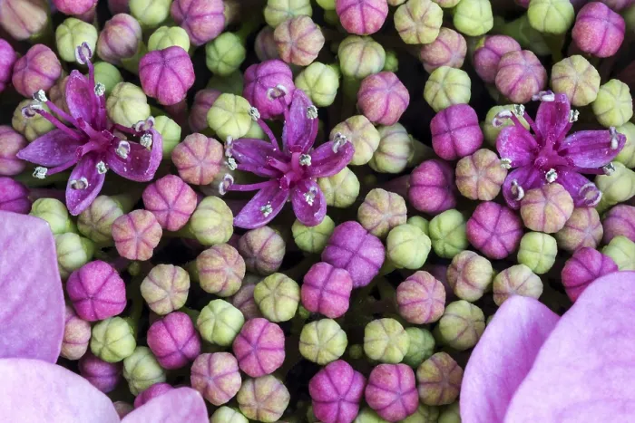 Impresión enmarcada : Hydrangea de hoja grande (Hydrangea macrophylla)