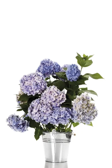 Impresión enmarcada : Hydrangea de hojas grandes (Hydrangea macrophylla) Impresión enmarcada : Hydrangea de hojas grandes (Hydrangea macrophylla)
