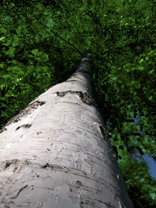 Impresión enmarcada : Birch