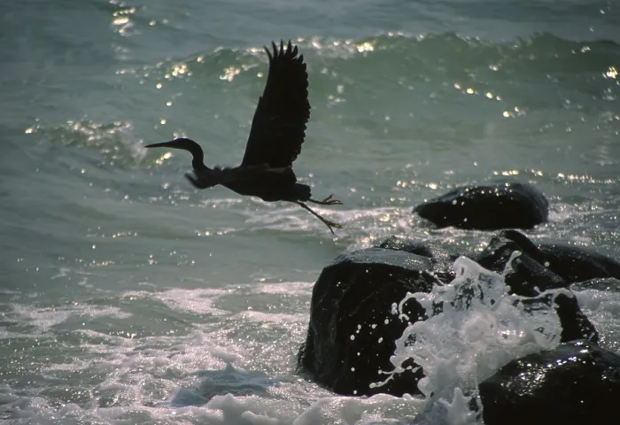 Impresión enmarcada : Bird