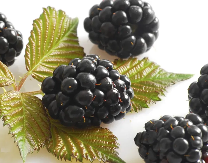 Impresión enmarcada : Blackberries Impresión enmarcada : Blackberries