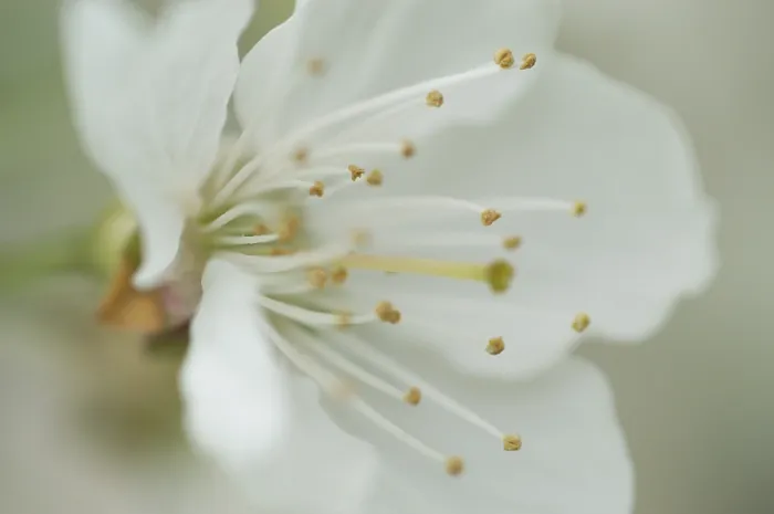 Impresión enmarcada : Bloom