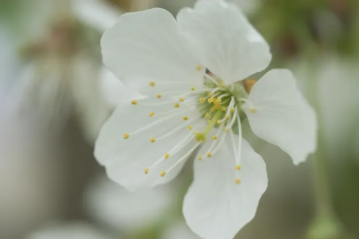 Impresión enmarcada : Bloom